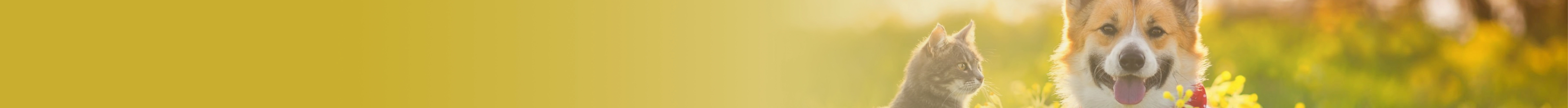 Sustainability Disclosure
